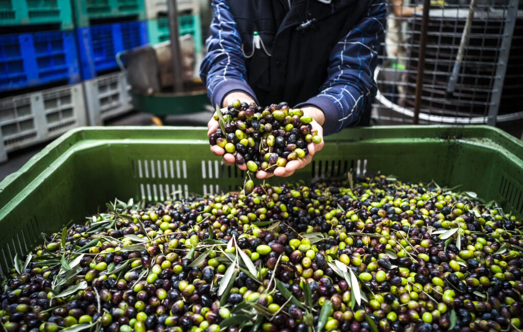 dogal-zeytin-satisi-ve-uretimi-hizmetleri1